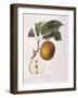 Apple Gros Barbarie Henry Louis Duhamel Du Monceau, Botanical Plate by Pierre Jean Francois Turpin-null-Framed Giclee Print