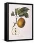 Apple Gros Barbarie Henry Louis Duhamel Du Monceau, Botanical Plate by Pierre Jean Francois Turpin-null-Framed Stretched Canvas