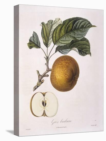 Apple Gros Barbarie Henry Louis Duhamel Du Monceau, Botanical Plate by Pierre Jean Francois Turpin-null-Stretched Canvas
