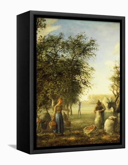 Apple Harvest-Jean-François Millet-Framed Stretched Canvas