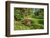 Apple Harvest-onepony-Framed Photographic Print