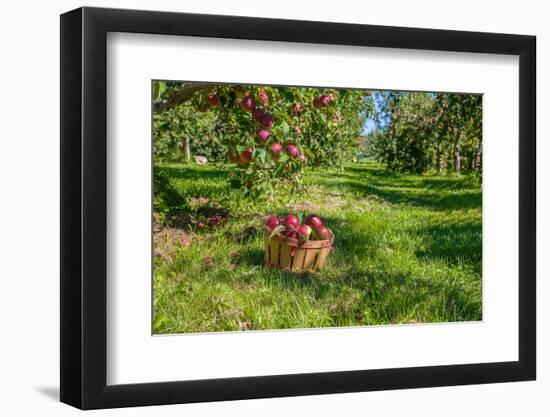 Apple Harvest-onepony-Framed Photographic Print