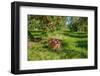 Apple Harvest-onepony-Framed Photographic Print