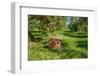 Apple Harvest-onepony-Framed Photographic Print