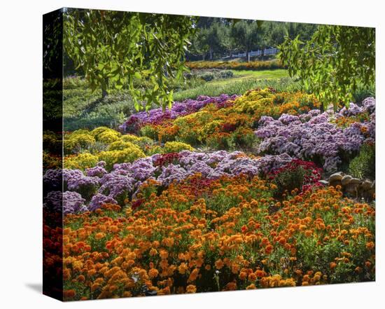 Apple Hill Camino California-Michael Polk-Stretched Canvas