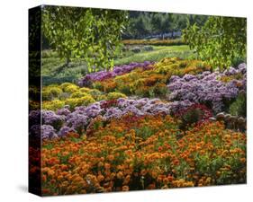 Apple Hill Camino California-Michael Polk-Stretched Canvas