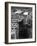 Apple Inspector-null-Framed Photographic Print