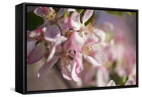 Apple, Malus Domestica, Blossoms, Close Up-David & Micha Sheldon-Framed Stretched Canvas