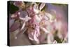 Apple, Malus Domestica, Blossoms, Close Up-David & Micha Sheldon-Stretched Canvas