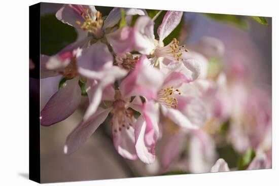 Apple, Malus Domestica, Blossoms, Close Up-David & Micha Sheldon-Stretched Canvas