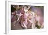 Apple, Malus Domestica, Blossoms, Close Up-David & Micha Sheldon-Framed Photographic Print