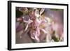 Apple, Malus Domestica, Blossoms, Close Up-David & Micha Sheldon-Framed Photographic Print