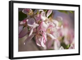 Apple, Malus Domestica, Blossoms, Close Up-David & Micha Sheldon-Framed Photographic Print