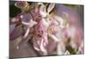 Apple, Malus Domestica, Blossoms, Close Up-David & Micha Sheldon-Mounted Photographic Print