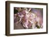 Apple, Malus Domestica, Blossoms, Close Up-David & Micha Sheldon-Framed Photographic Print