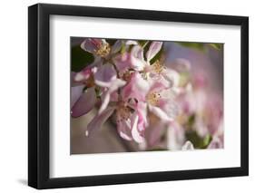 Apple, Malus Domestica, Blossoms, Close Up-David & Micha Sheldon-Framed Photographic Print