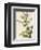 Apple Mint-John Miller-Framed Premium Giclee Print