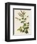 Apple Mint-John Miller-Framed Premium Giclee Print