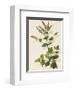 Apple Mint-John Miller-Framed Premium Giclee Print