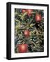 Apple Orchard, Eastern Washington, USA-Merrill Images-Framed Photographic Print