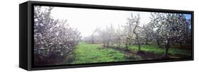 Apple Orchard, Hudson Valley, New York State, USA-null-Framed Stretched Canvas