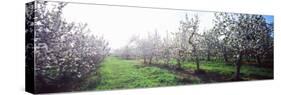 Apple Orchard, Hudson Valley, New York State, USA-null-Stretched Canvas