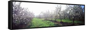 Apple Orchard, Hudson Valley, New York State, USA-null-Framed Stretched Canvas