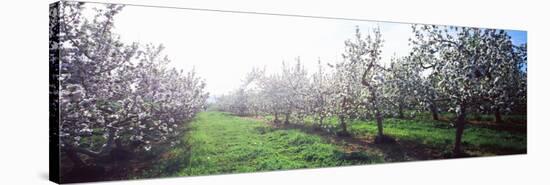 Apple Orchard, Hudson Valley, New York State, USA-null-Stretched Canvas