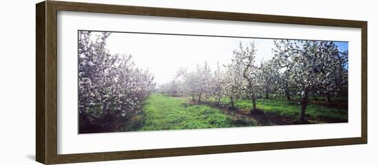 Apple Orchard, Hudson Valley, New York State, USA-null-Framed Photographic Print