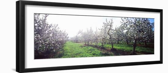 Apple Orchard, Hudson Valley, New York State, USA-null-Framed Photographic Print