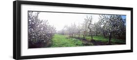 Apple Orchard, Hudson Valley, New York State, USA-null-Framed Photographic Print