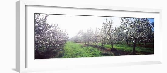 Apple Orchard, Hudson Valley, New York State, USA-null-Framed Photographic Print