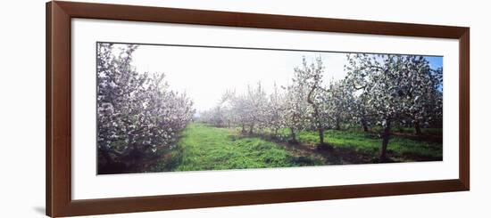 Apple Orchard, Hudson Valley, New York State, USA-null-Framed Photographic Print