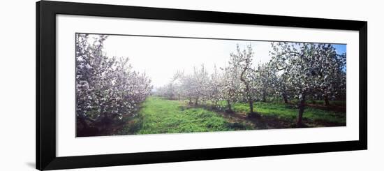 Apple Orchard, Hudson Valley, New York State, USA-null-Framed Photographic Print