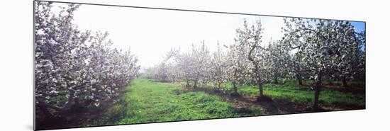 Apple Orchard, Hudson Valley, New York State, USA-null-Mounted Photographic Print