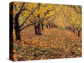 Apple Orchard in Autumn, Oroville, Washington, USA-Jamie & Judy Wild-Stretched Canvas