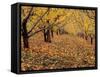 Apple Orchard in Autumn, Oroville, Washington, USA-Jamie & Judy Wild-Framed Stretched Canvas