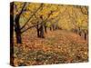 Apple Orchard in Autumn, Oroville, Washington, USA-Jamie & Judy Wild-Stretched Canvas