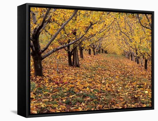 Apple Orchard in Autumn, Oroville, Washington, USA-Jamie & Judy Wild-Framed Stretched Canvas