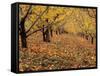 Apple Orchard in Autumn, Oroville, Washington, USA-Jamie & Judy Wild-Framed Stretched Canvas