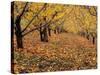 Apple Orchard in Autumn, Oroville, Washington, USA-Jamie & Judy Wild-Stretched Canvas