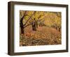 Apple Orchard in Autumn, Oroville, Washington, USA-Jamie & Judy Wild-Framed Photographic Print