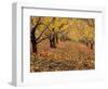 Apple Orchard in Autumn, Oroville, Washington, USA-Jamie & Judy Wild-Framed Photographic Print