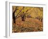 Apple Orchard in Autumn, Oroville, Washington, USA-Jamie & Judy Wild-Framed Photographic Print