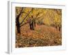 Apple Orchard in Autumn, Oroville, Washington, USA-Jamie & Judy Wild-Framed Photographic Print