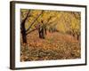 Apple Orchard in Autumn, Oroville, Washington, USA-Jamie & Judy Wild-Framed Photographic Print