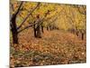 Apple Orchard in Autumn, Oroville, Washington, USA-Jamie & Judy Wild-Mounted Photographic Print