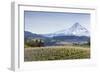 Apple Orchard in Blood with Mount Hood in the Background, Oregon, USA-Chuck Haney-Framed Photographic Print