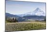 Apple Orchard in Blood with Mount Hood in the Background, Oregon, USA-Chuck Haney-Mounted Photographic Print