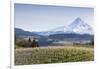 Apple Orchard in Blood with Mount Hood in the Background, Oregon, USA-Chuck Haney-Framed Photographic Print